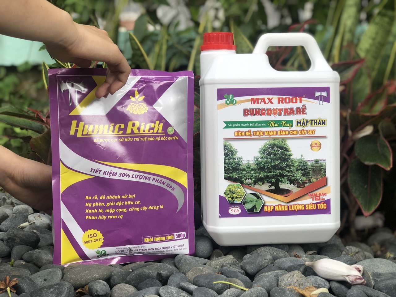 Phân bón Maxroot Bung Đọt Ra Rễ Mai Vàng