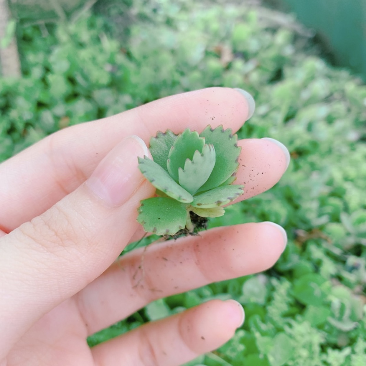 [HCM] Cây Sống Đời (Mẹ Nghìn Con)