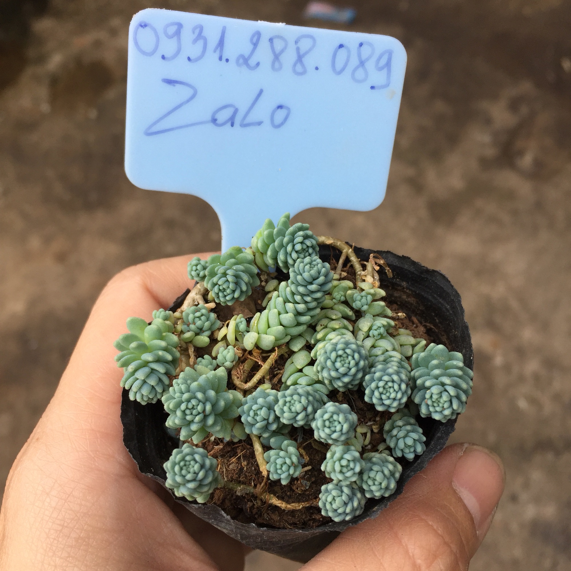 Cây sen đá sedum hoa hồng xanh