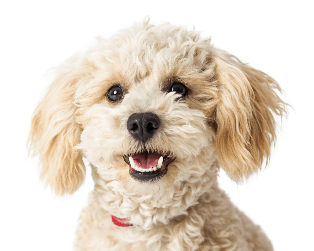 [HCM]SỮA TẮM PLOTOON 300ML CHO POÔDLE SAMOYED BICHON POMẺANIAN... CHÓ LÔNG XÙ BUNG
