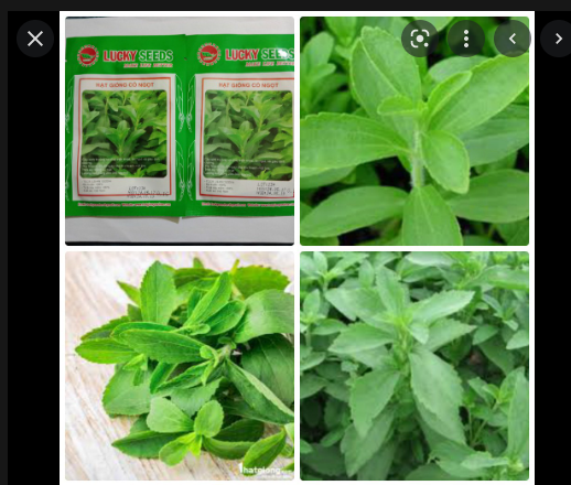 Hạt giống cỏ ngọt LUCKY SEEDS
