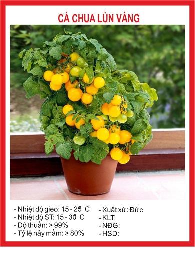 Hạt giống Cà Chua lùn quả vàng sai quả