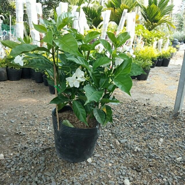 Cây hoa nhài tây đang ra hoa | Lazada.vn