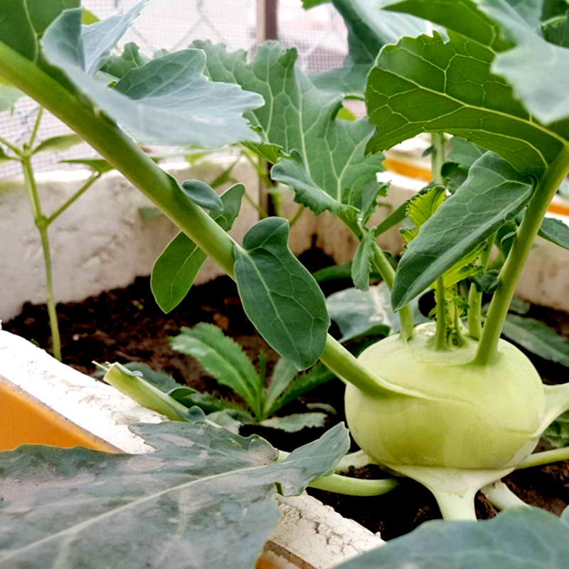 Hạt Giống Su Hào Xanh Gói 0.5gr - RADO 703