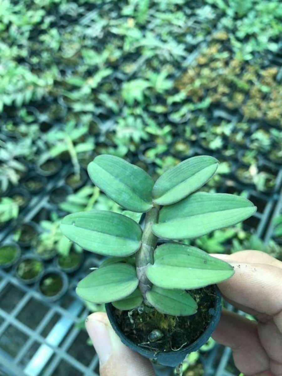 combo 2 cây giả hạc di linh taly lưỡi đỏ