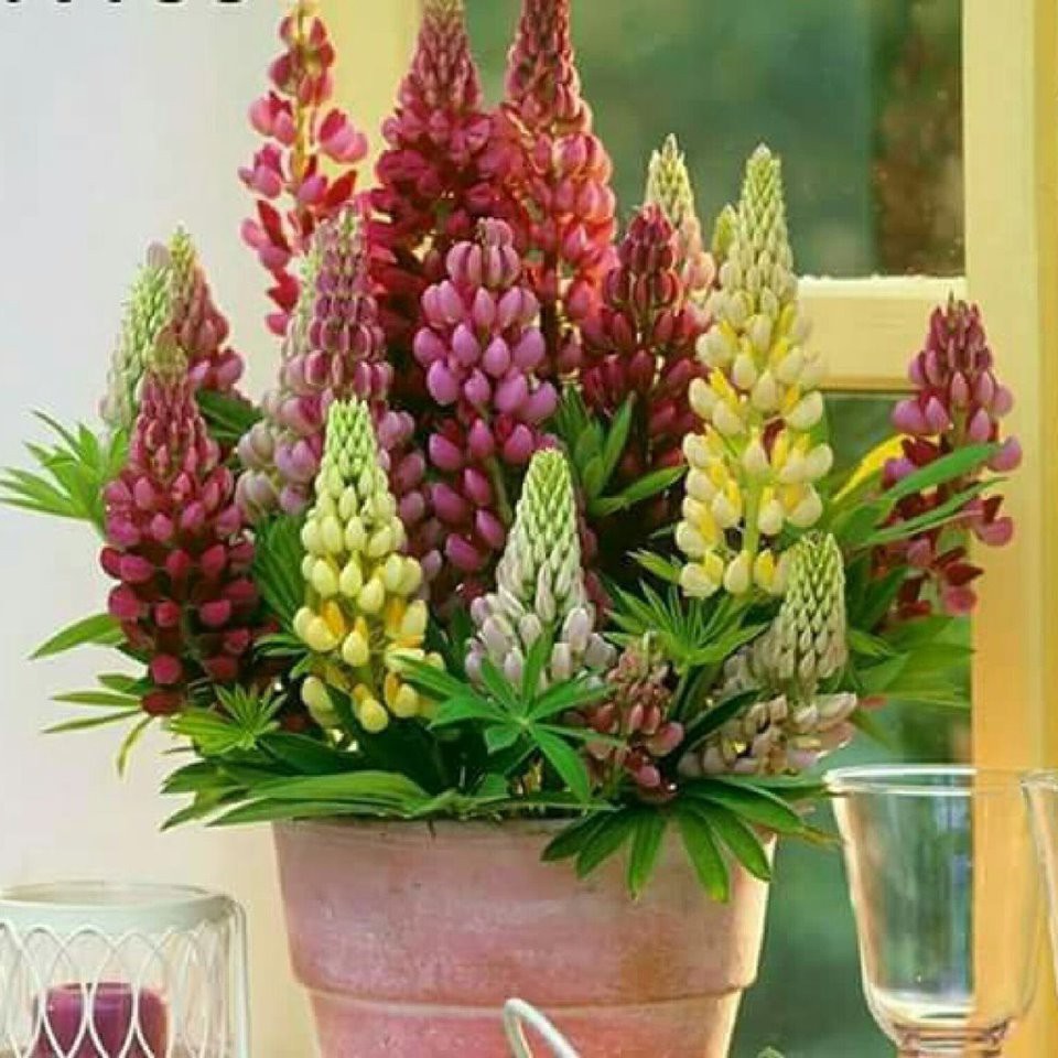 [Gói 100 Hạt] Hạt Giống Hoa Đậu Lupin