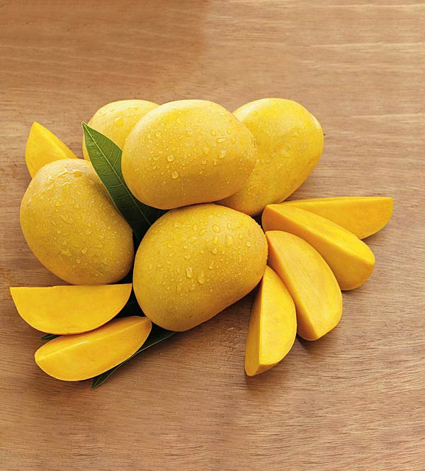 Cây giống Xoài Thanh Ca [ Giống ghép, cho trái sớm sau 18 tháng ] trồng chậu được.