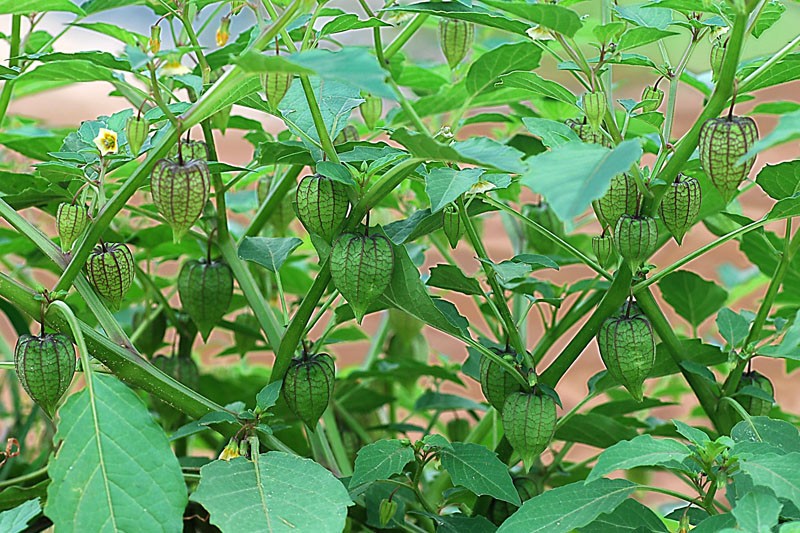 Hạt Giống Cây Tầm Bóp  -  gói 0.2gram