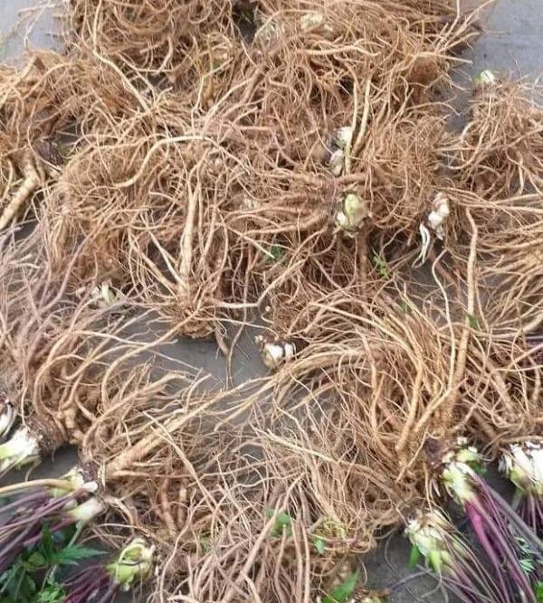 Sâm đương quy 1kg