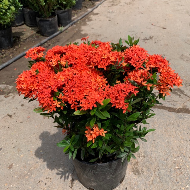 Combo 4 cây mẫu đơn ( mẫu đơn trắng + mẫu đơn đỏ + mẫu đơn hồng phấn + mẫu đơn vàng ) - caykiengsadec