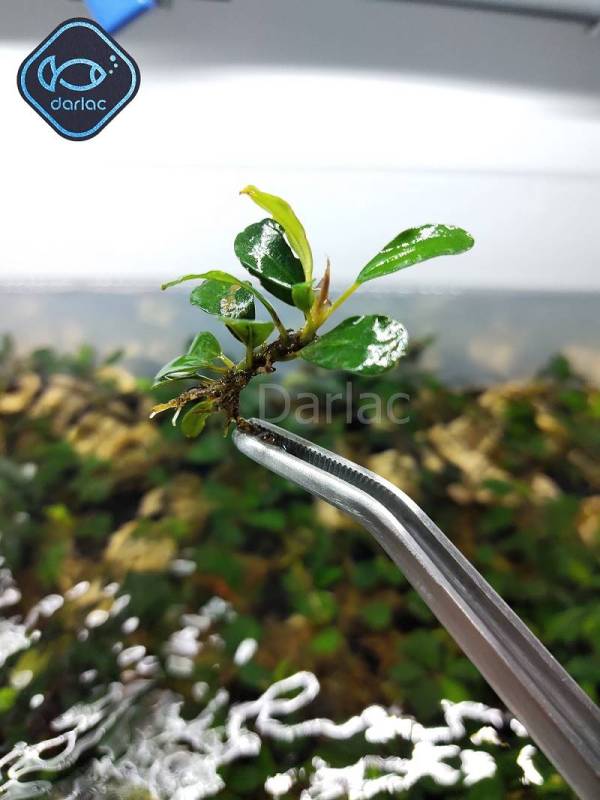 Ngọn Bucep đã ra lá nước - Cây thủy sinh bucep - Darlacs Aquaria Bucephalandra