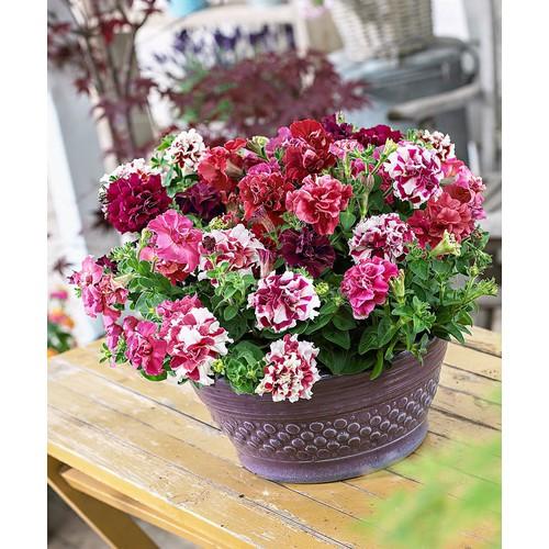 Hạt Giống Hoa Dạ Yến Thảo Kép