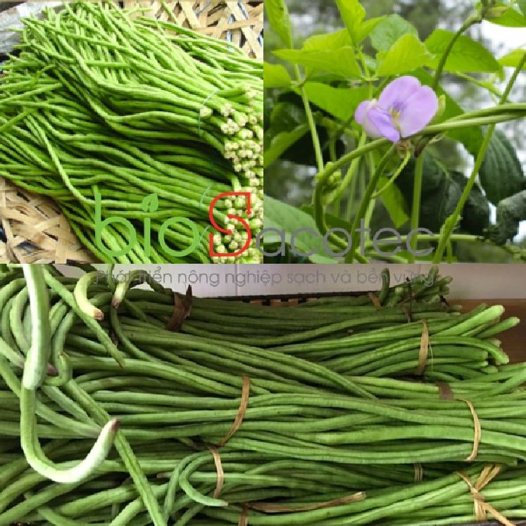 Combo 2 gói hạt giống đậu đũa ( 1 gói xanh và 1 gói đỏ )