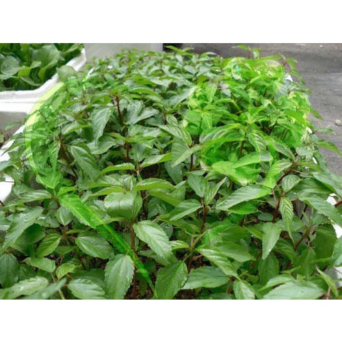 Hạt giống rau đay đỏ (bố)- gói 10 gram