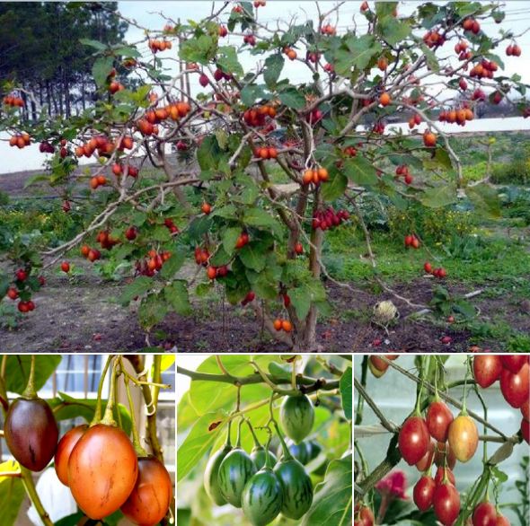 " gói 10 "hạt giống cà chua thân gỗ tamarillo