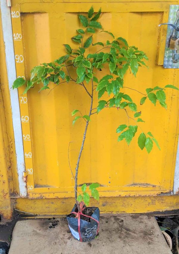 cây Hồng quân.