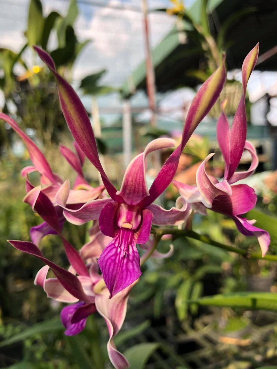 Chậu cây lan dendro nắng tai Thỏ Đỏ - Hoa bền, màu sắc tươi sáng rất lâu tàn