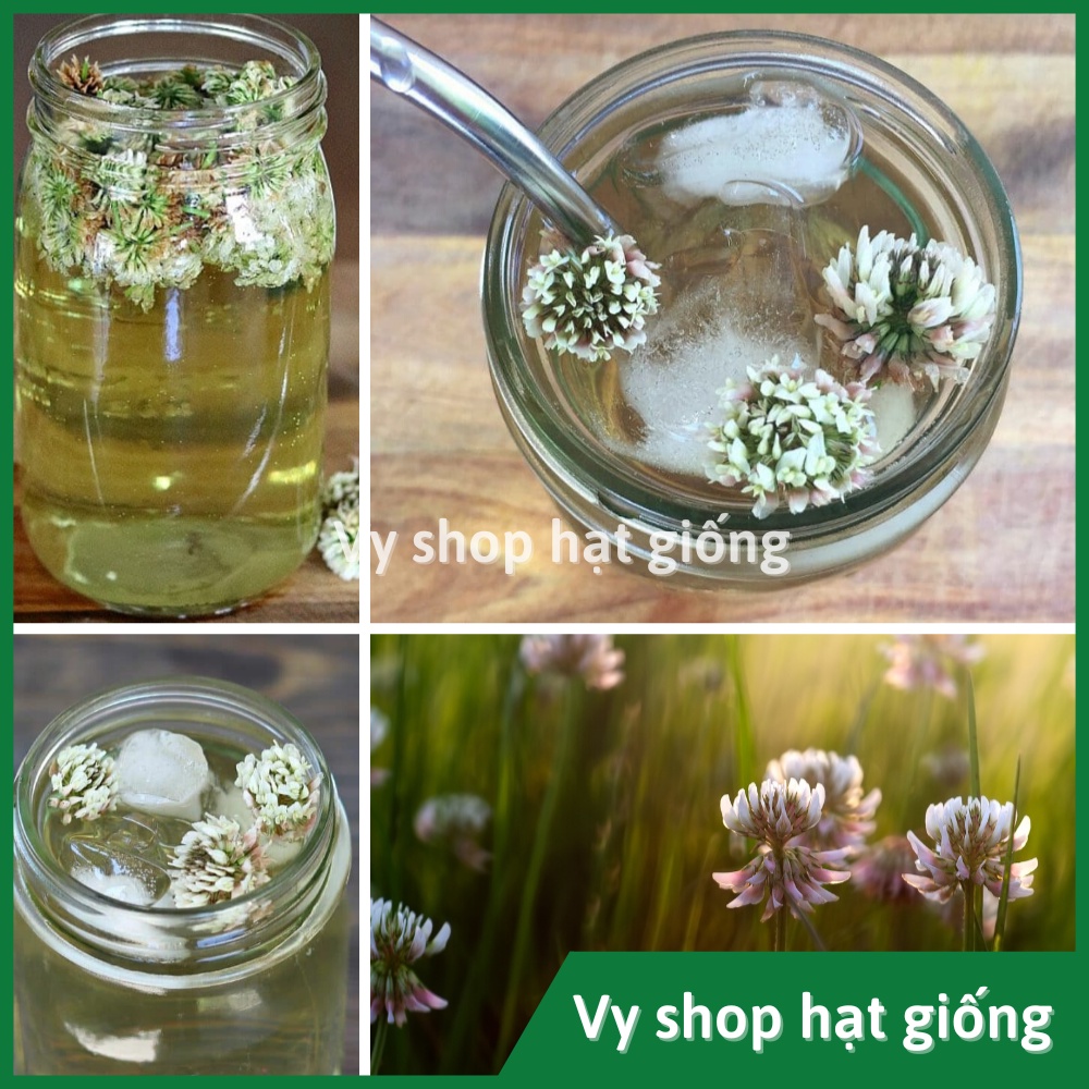 Hạt giống cỏ ba lá trắng (white clover) gói 200 hạt