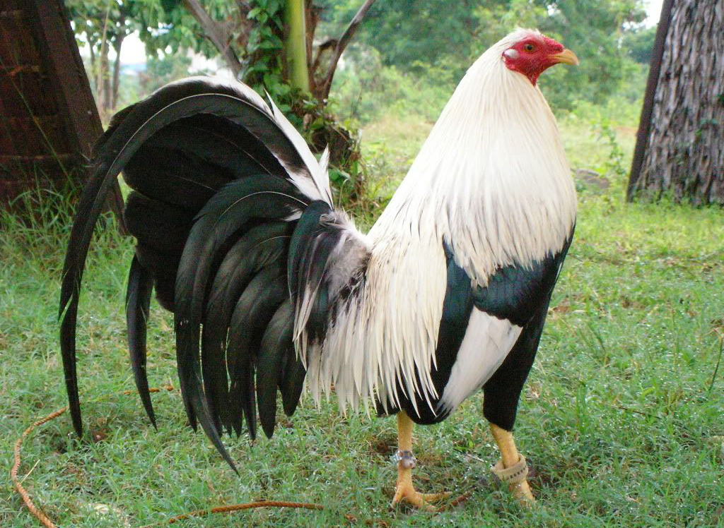 10 Trứng Gà Nòi Mỹ