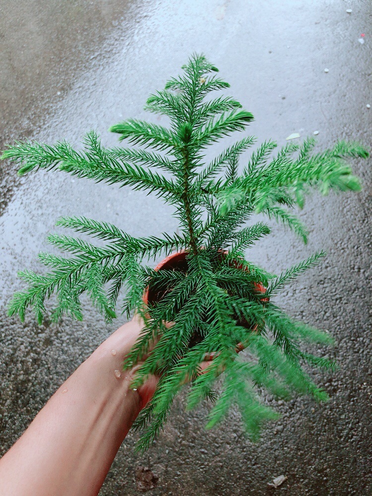 Cây Tùng Bồng Lai