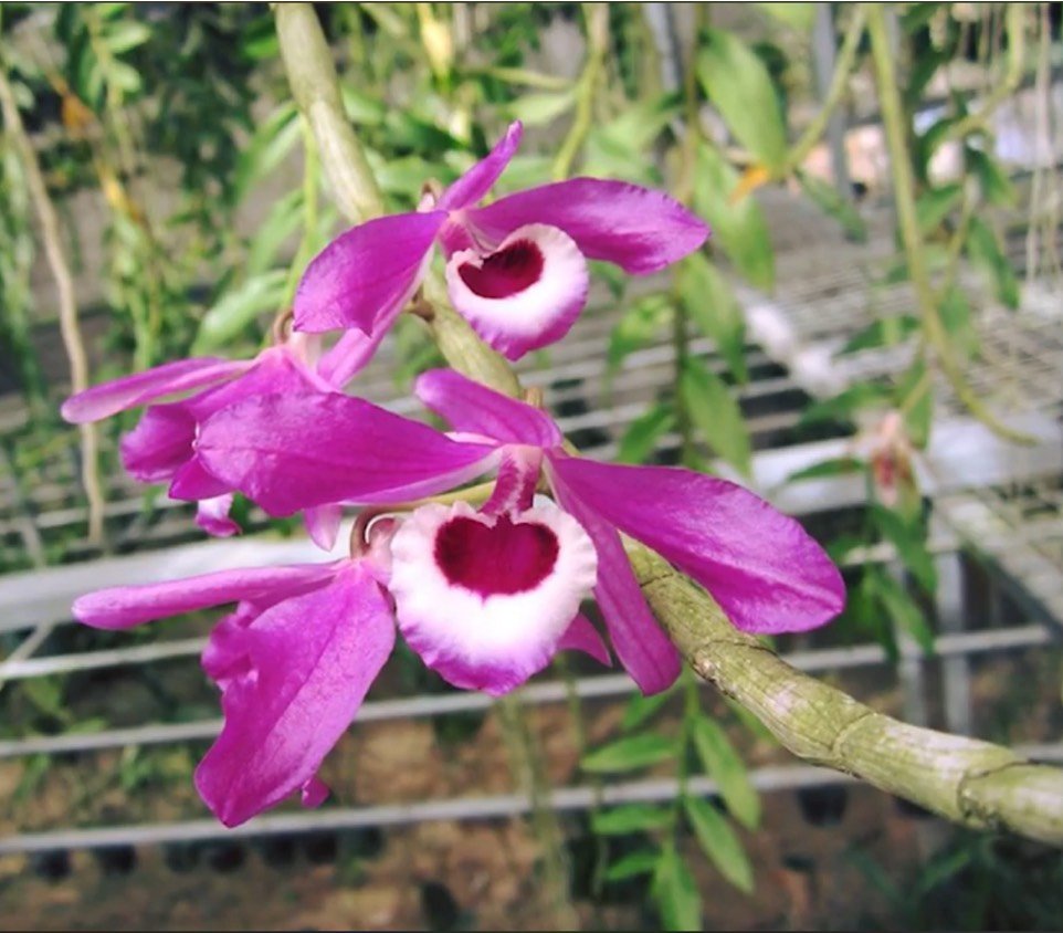 CÂY GIỐNG KÈN LAI CHÂU
