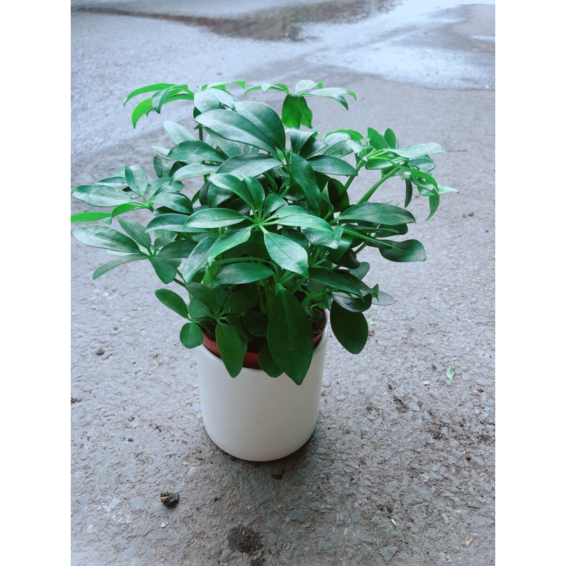 Chậu Cây Ngũ Gia Bì Để Bàn