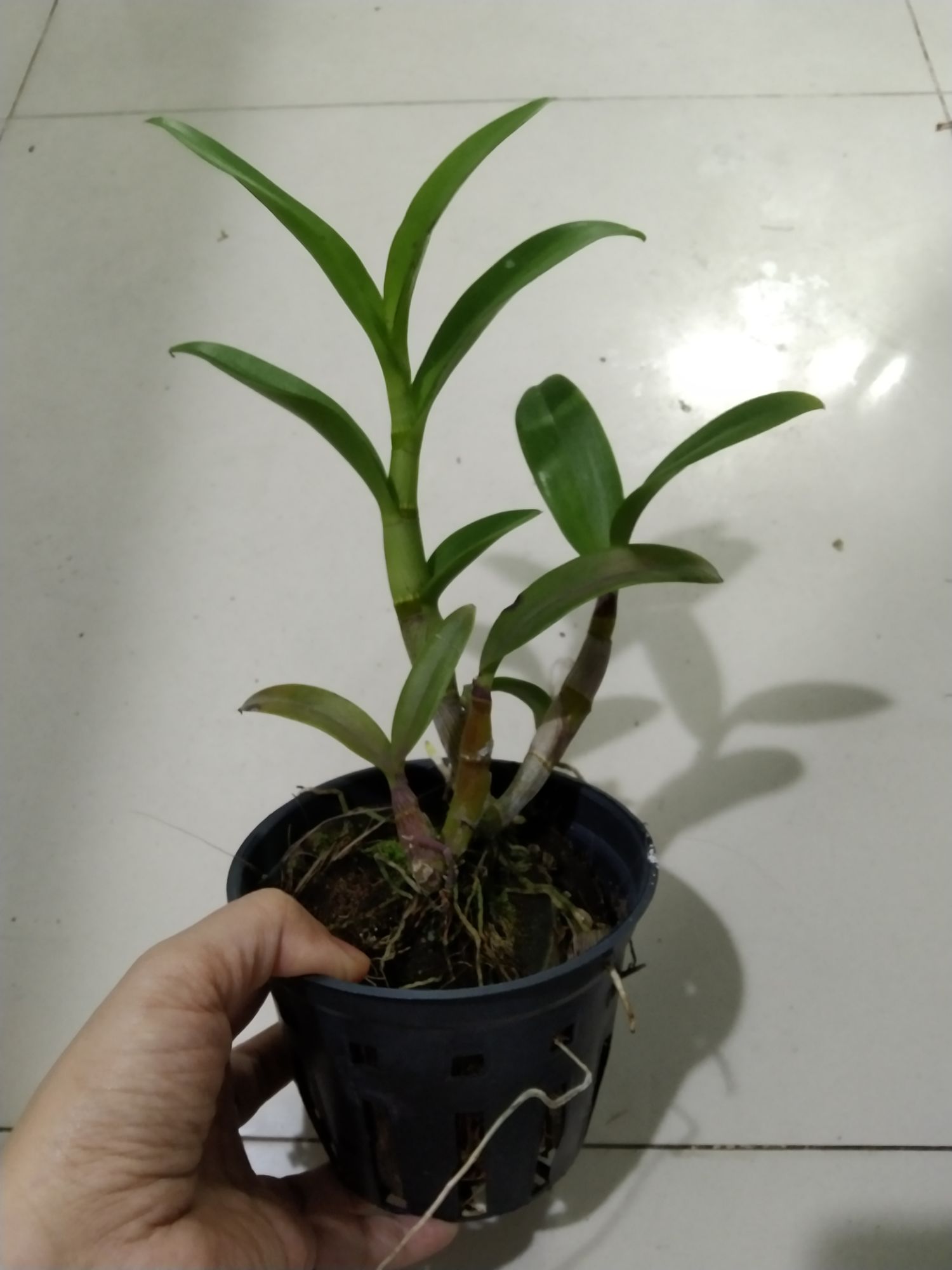 Lan denro nắng Quán Long (hoán long)