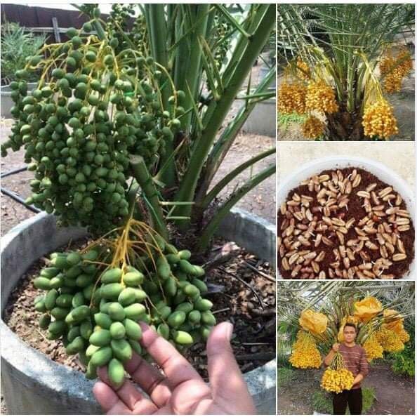 Cây giống Chà Là Trung Đông