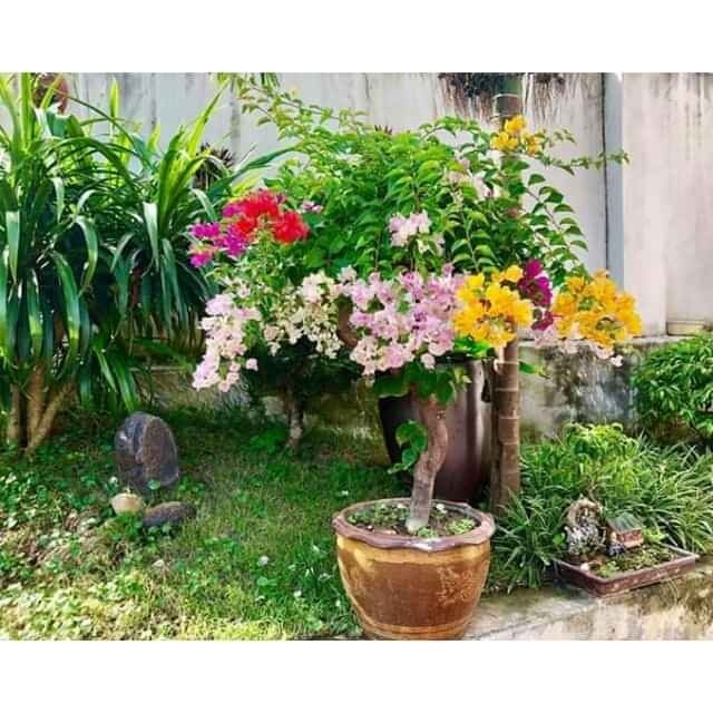 Cây giống hoa giấy ngũ sắc cực đẹp