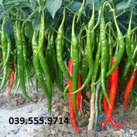 Hạt giống Ớt Chỉ Địa – 0.5gram