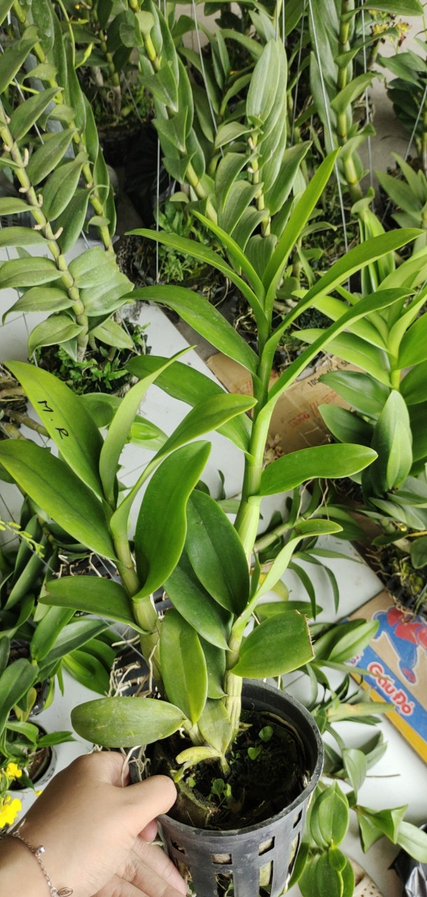 HOA LAN DENRO BẠCH LONG CHÂU TRƯỞNG THÀNH