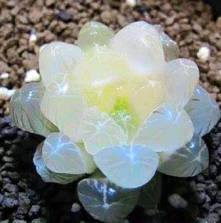 Hạt giống  sen đá kim cương ( sen đá ngọc 200 hạt )