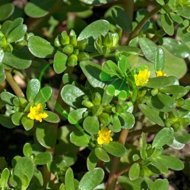 Hạt giống rau sam, rau sam, sam đất - gói 2 gram