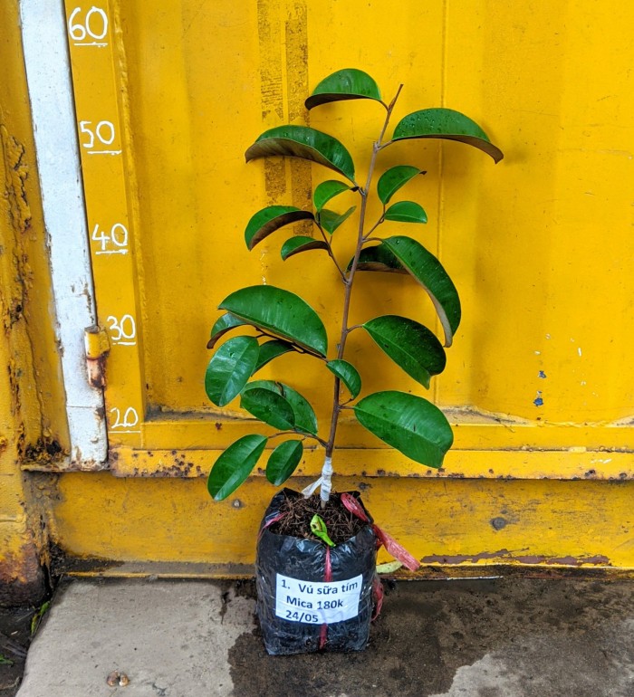 Cây vú sữa mica , quả to.