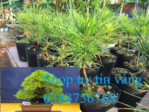 Cây giống thông nhật bonsai chất lượng cao, cây bonsai để bàn cực đẹp