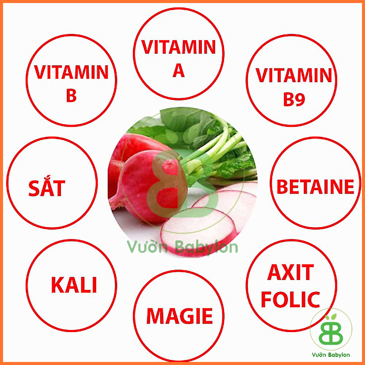 Hạt Giống Củ Cải Mini Đỏ Tròn 1Gr