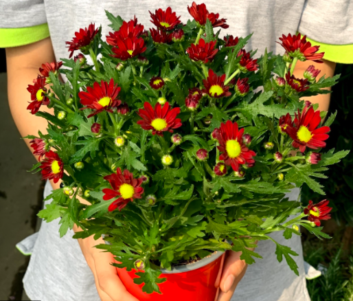 Chậu cây hoa Cúc Pico cho hoa màu đỏ - Chrysanthemum