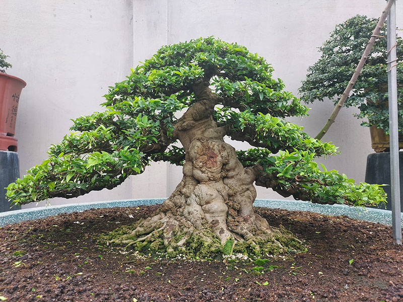 CHẬU CÂY MAI CHIẾU THỦY (MAI TRẤN THỦY, MAI TRÚC THỦY ) VƯỢNG PHONG THỦY