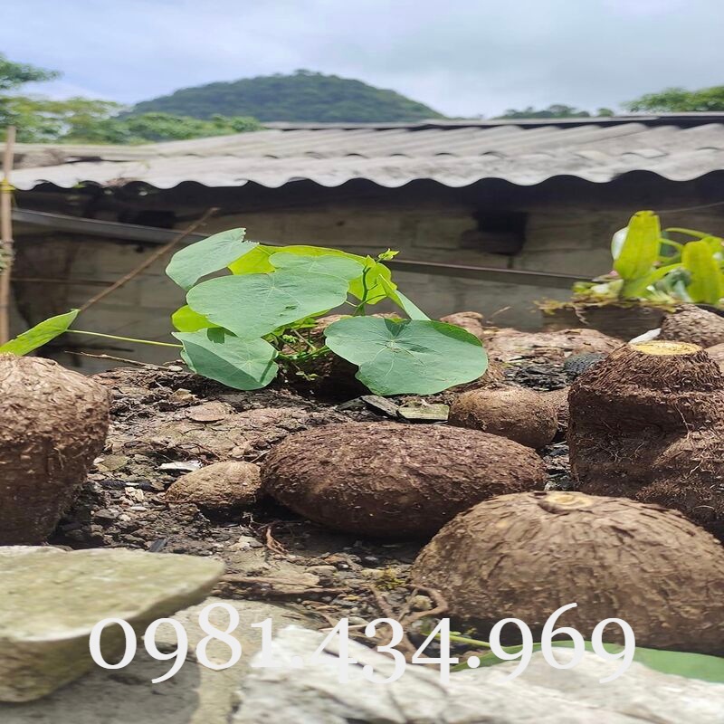 CỦ ĐỒNG TIỀN (BÌNH VÔI) TRÒN VO CÓ LÁ ĐẸP ĐỦ SIZE (NGOẠI CỠ IB) Chuẩn