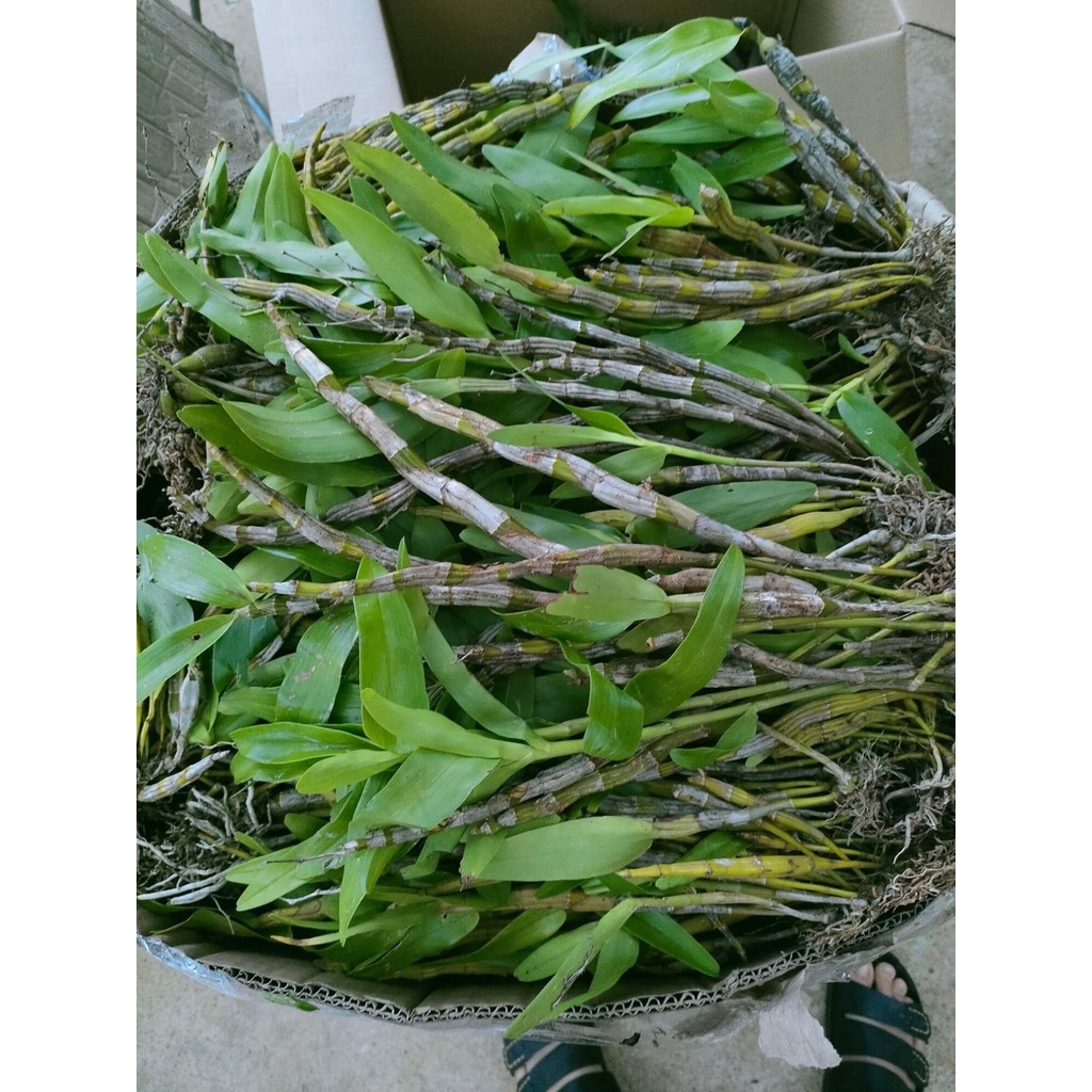 Hoa Lan quý hiếm hoàng phi hạc(1 khóm)