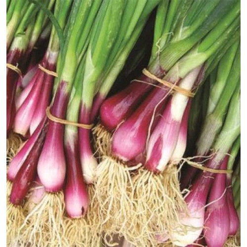 Hạt giống hành lá gốc đỏ F1 cao sản - 1 gói 2gram