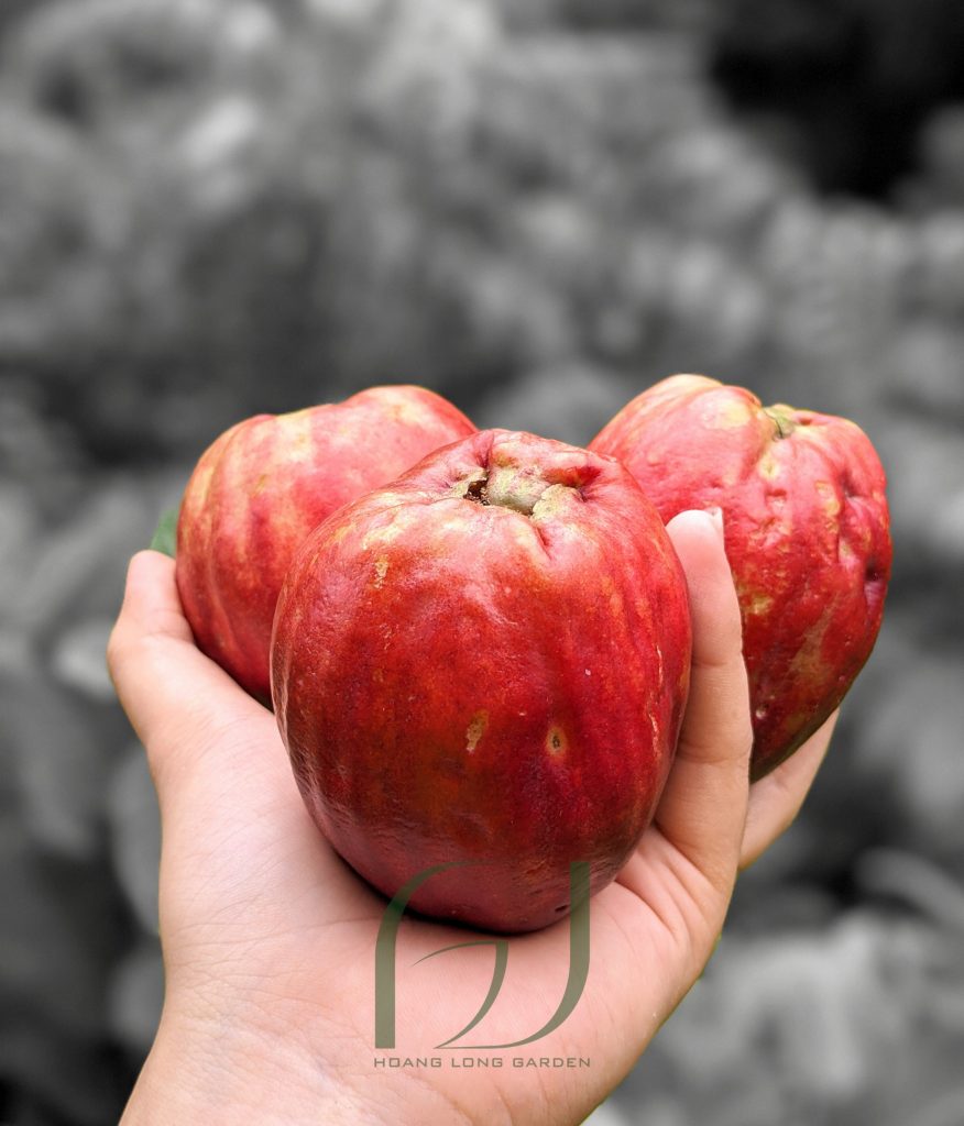 Cây Mận Điều Đỏ