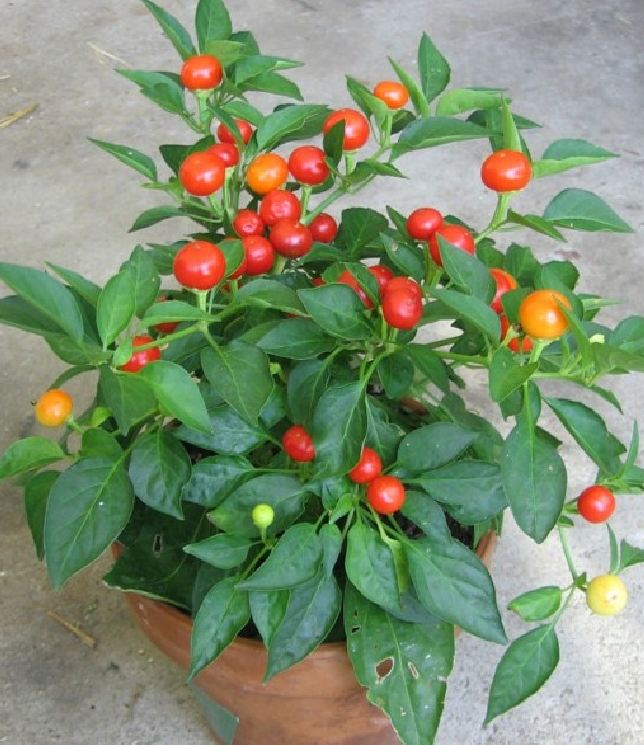 Hạt giống Ớt kiểng quả tròn - Gói 30 Hạt