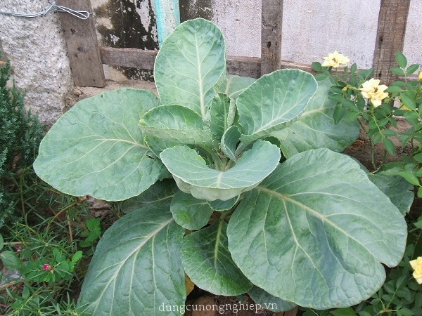 Hạt giống rau cải làn (cải rổ) - 10gr.gói