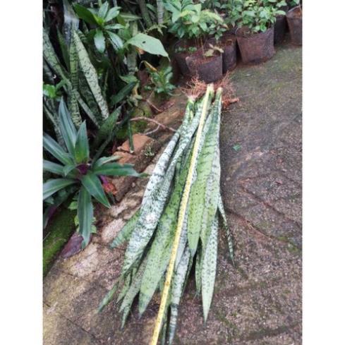 Combo 5 Cây lưỡi hổ cao xanh (cây cao 40-70cm)