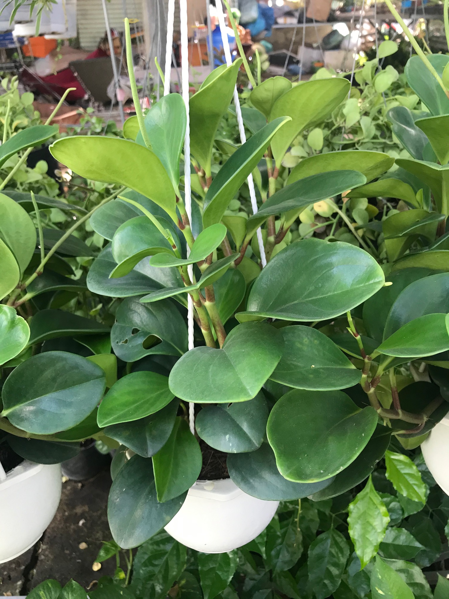 Cây trường sinh+ tặng phân bón cho cây