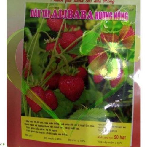 HẠT DÂU TÂY ALIBABA - GÓI 50 HẠT