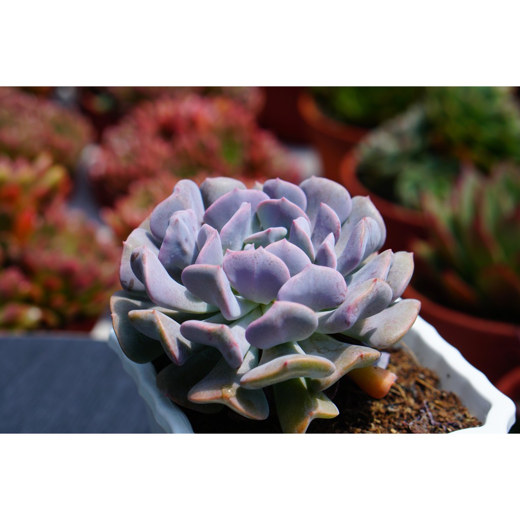 SEN ĐÁ CÚC TÍM CHẬU VUÔNG 10CM - LỖI 1 ĐỔI 1