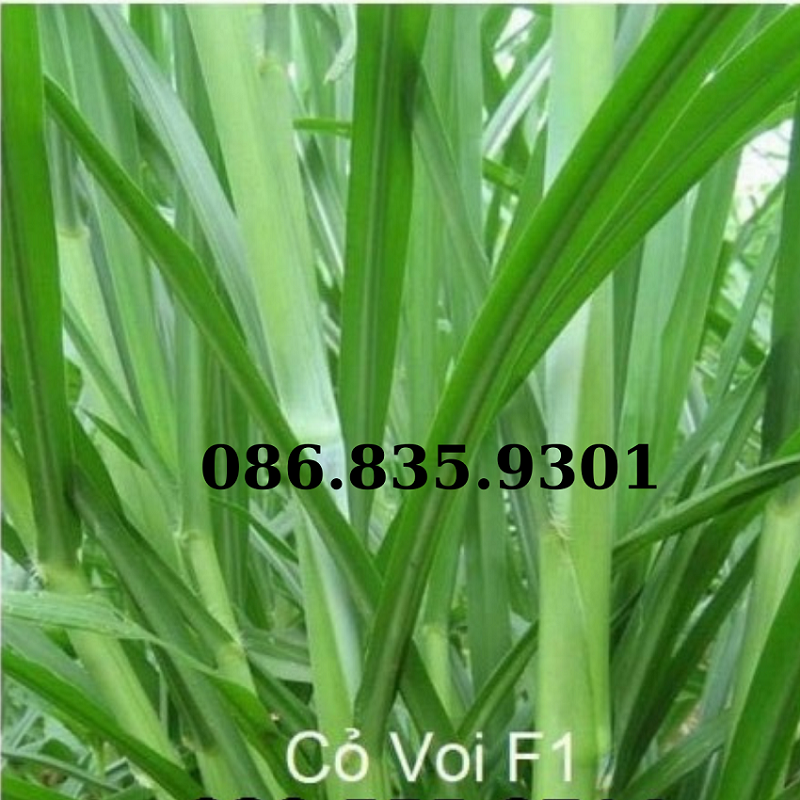 Hạt Cỏ Voi Lai Xanh 500g - Cỏ Chăn Nuôi Không Lông ,lá mềm
