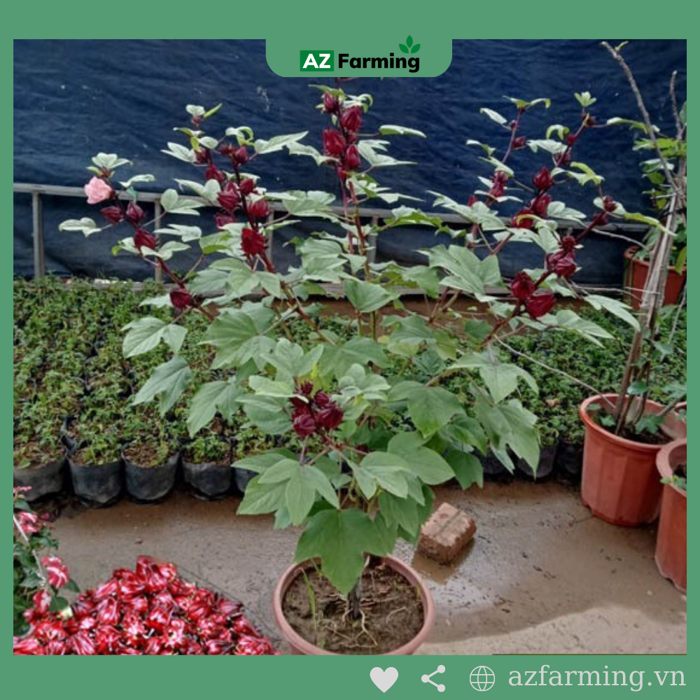 Hạt Giống Atiso Đỏ - Gói 50 Hạt - Az Farming